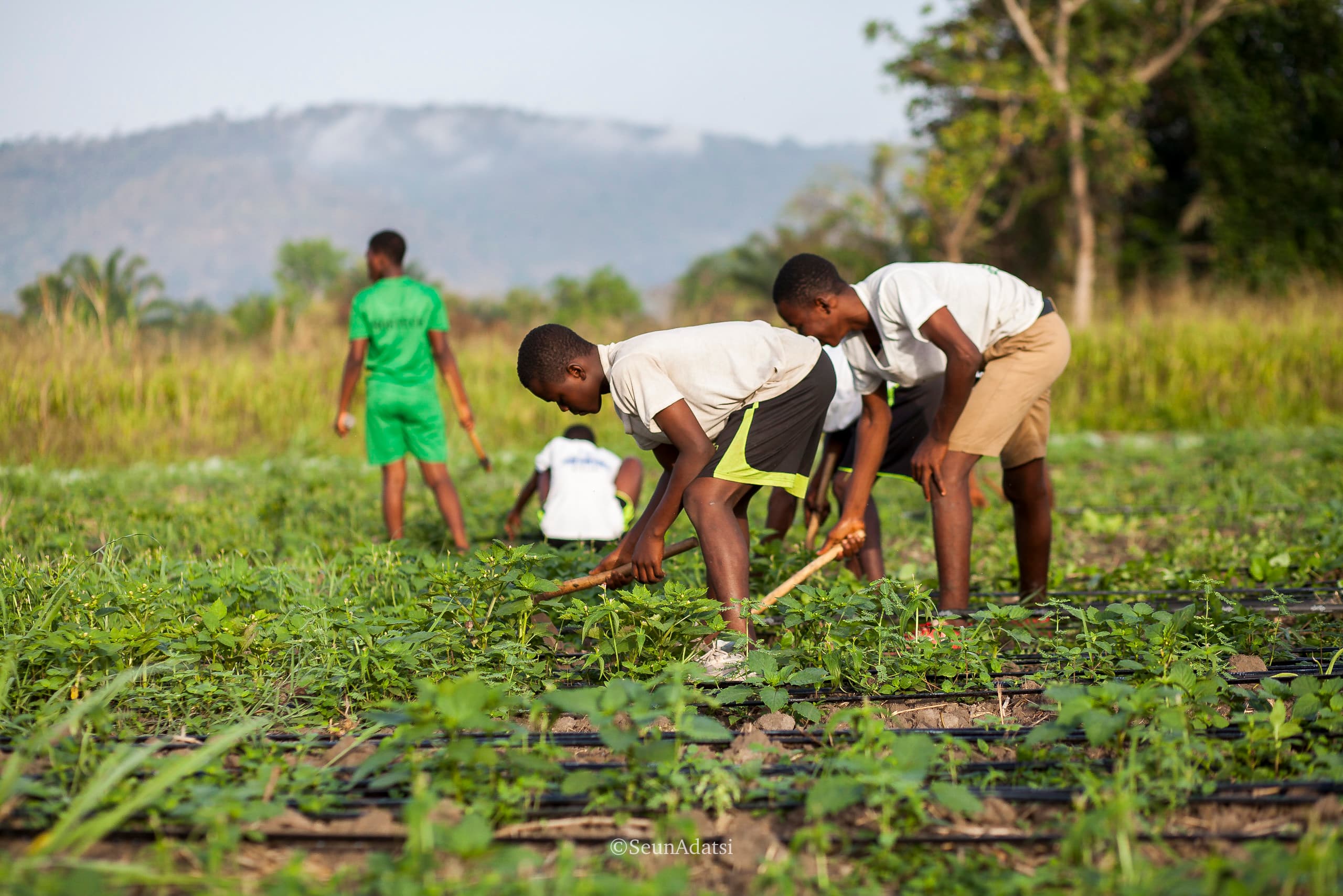 Ghana SHS to launch school farms under Free SHS to cut costs and boost food security