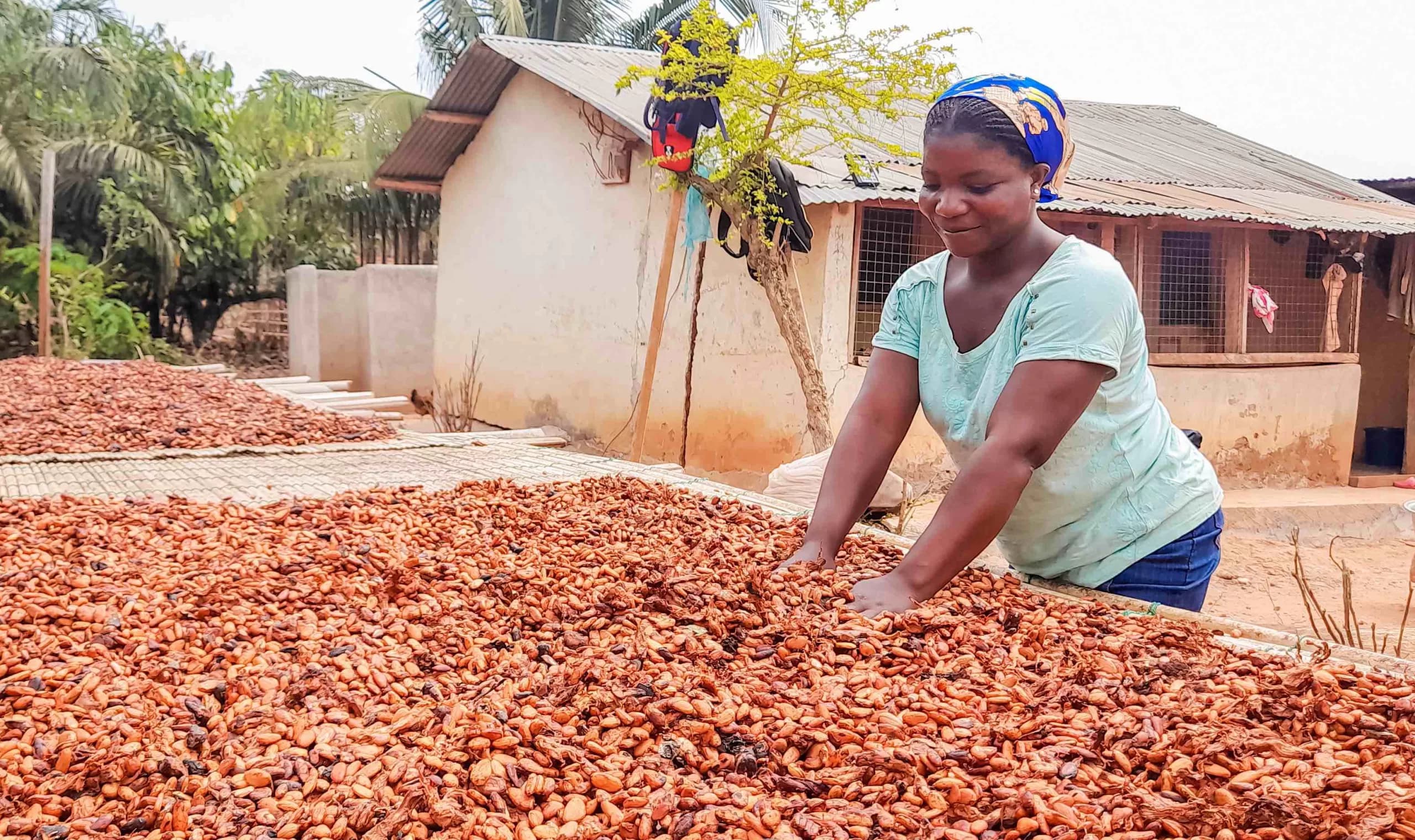 Ghana raises cocoa price to GH₵3,625 per bag for 2025/26