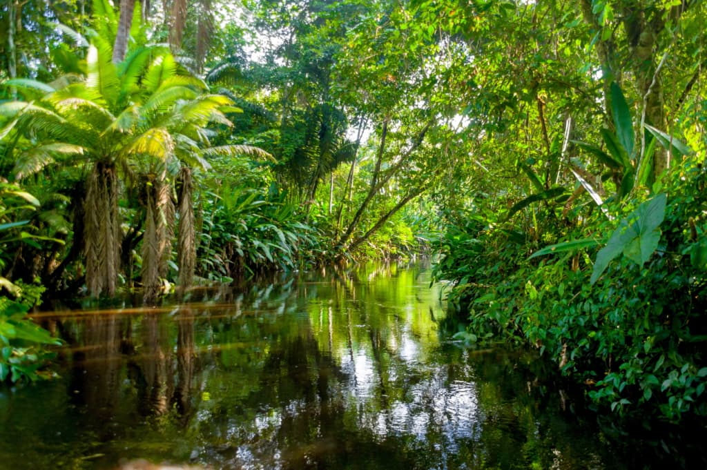 World’s 10 largest rainforests and where they are found