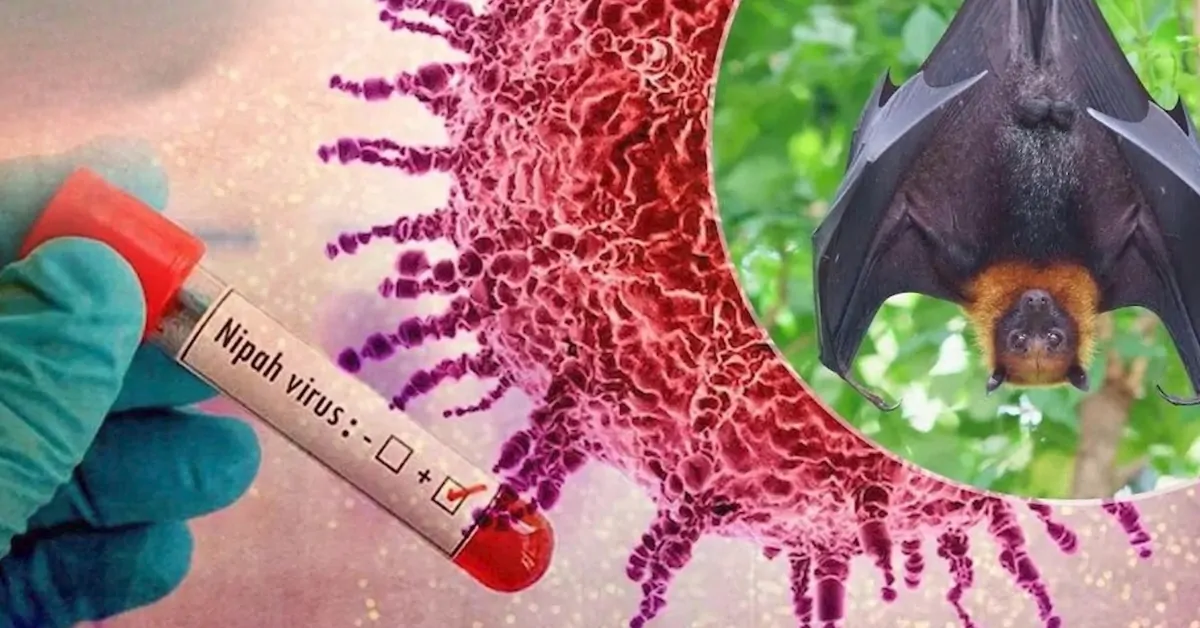 Nipah Virus: What You Need to Know About the Recent Cases in India