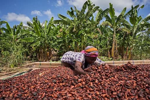 Gov't cuts Cocoa producer price from GH¢51K to GH¢41K per tonne