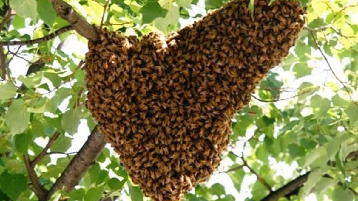 81-year-old woman dies after bee in Ashanti region